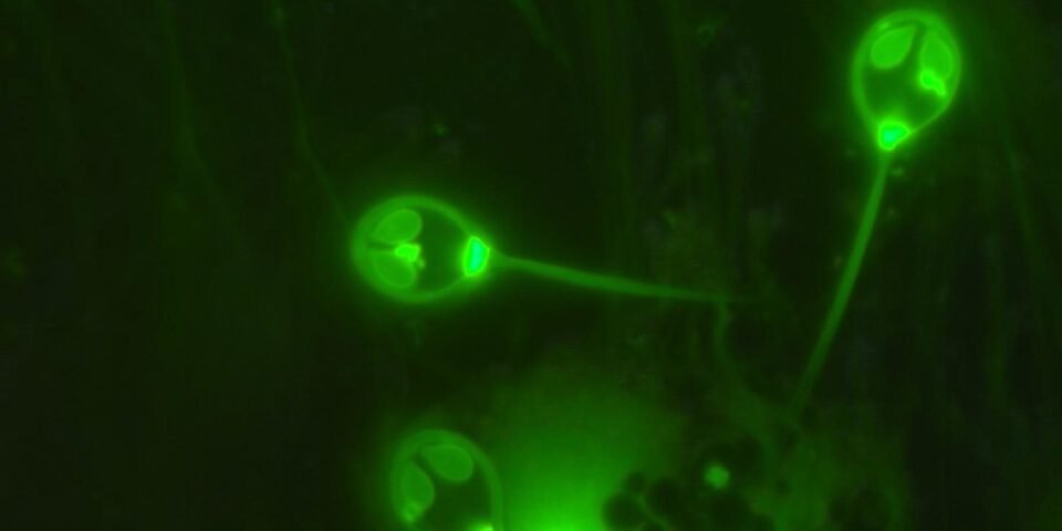 Encontraron un animal que no necesita oxígeno para vivir