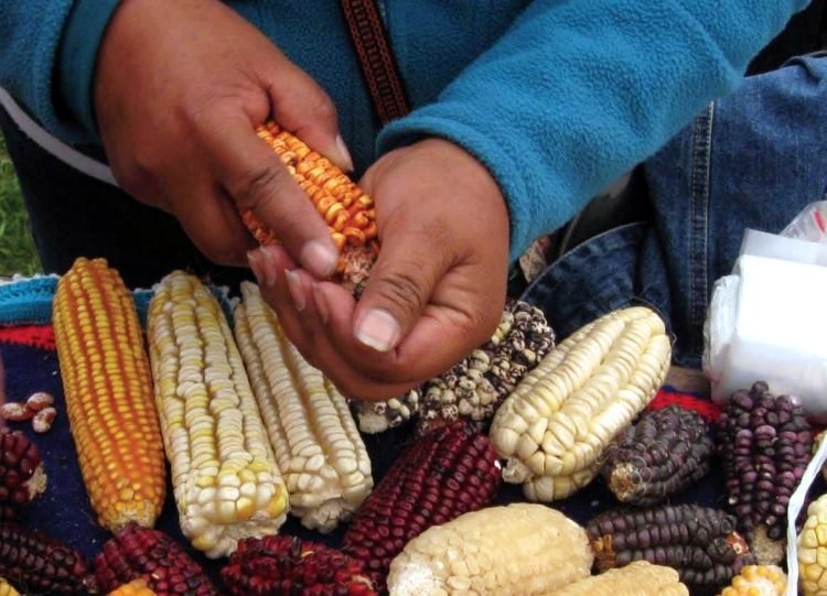 Realizarán la XVI Feria de semillas nativas y criollas en Humahuaca 