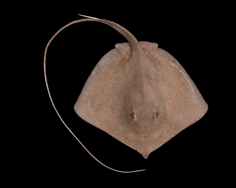 Descubren una nueva especie en el Océano Índico 