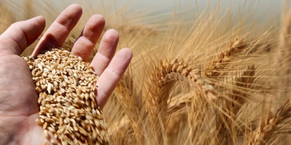 Hoy 14 de Agosto: Día del Cerealista 