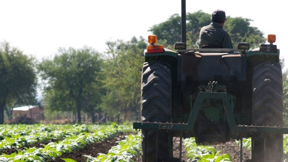 Entregarán fertilizantes a productores tabacaleros 