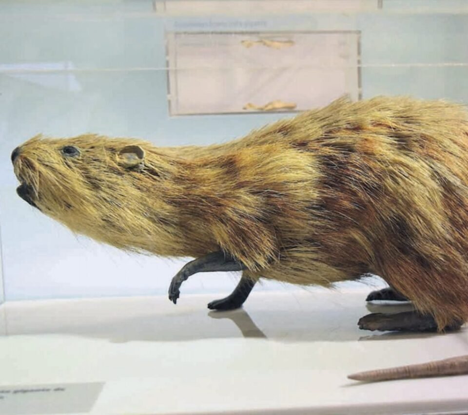 Descubrieron roedores gigantes que vivieron hace 10.000.000 de años 
