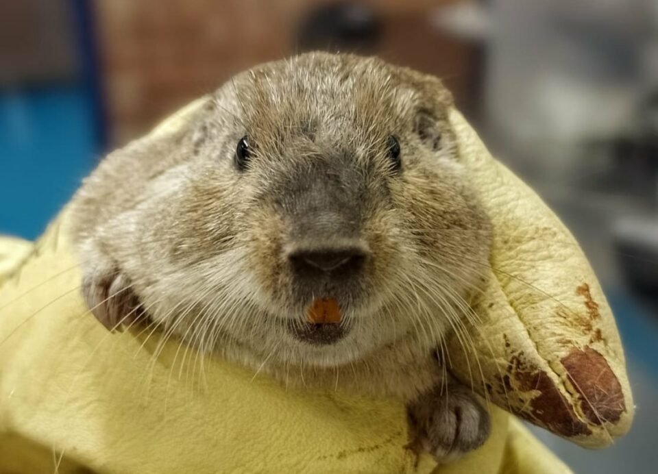 Descubrieron una nueva especie de animal