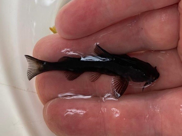 Científicos descubren dos nuevas especies de peces 