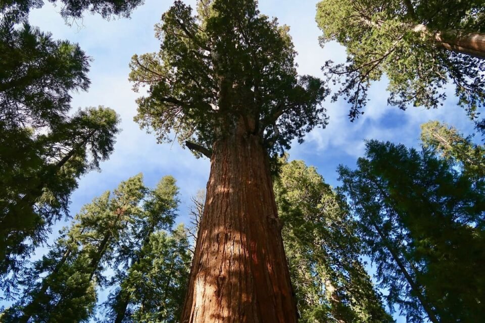 Descubren el árbol más alto en Sudamérica 