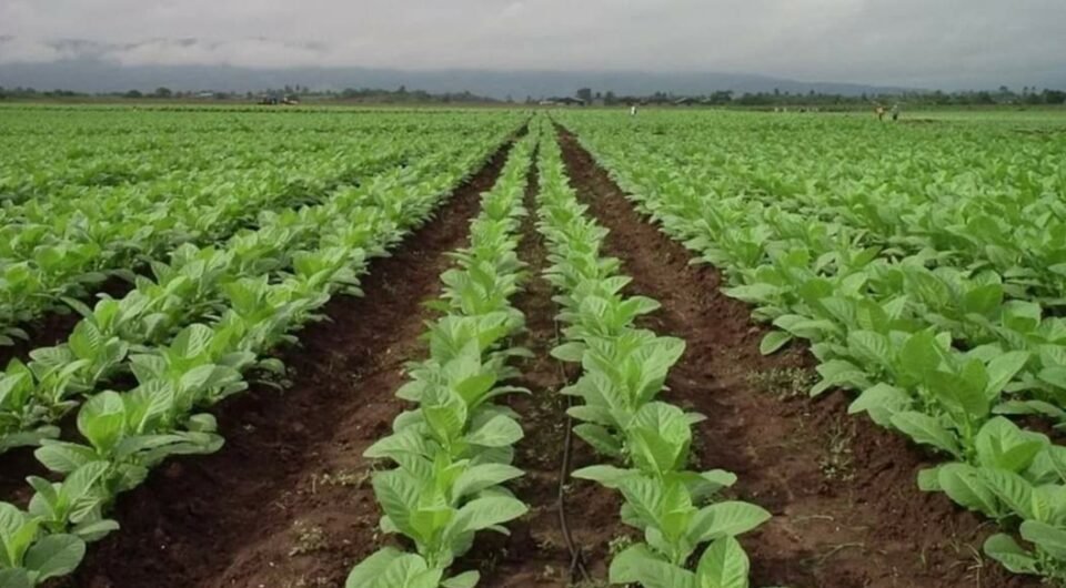 Otorgarán un subsidio al sector tabacalero 