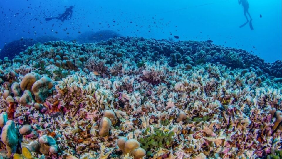 Descubren el coral más grande del mundo  Descubren el coral más grande del mundo