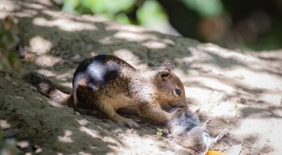Descubrieron una colonia de ardillas carnívoras 