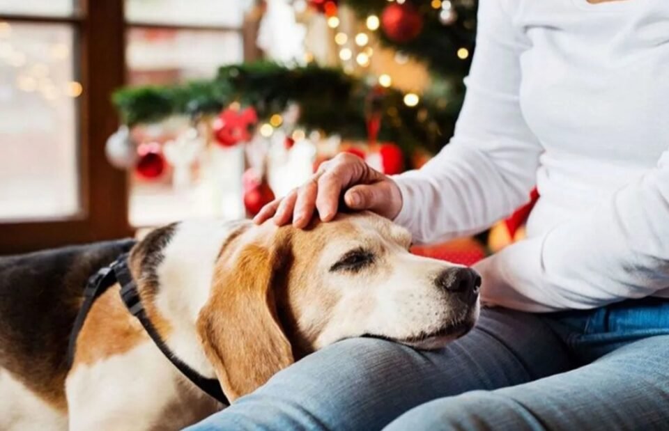 Cómo cuidar a tu mascota de la pirotecnia 