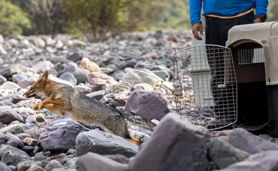 Liberaron ejemplares de la fauna nativa en Jujuy 