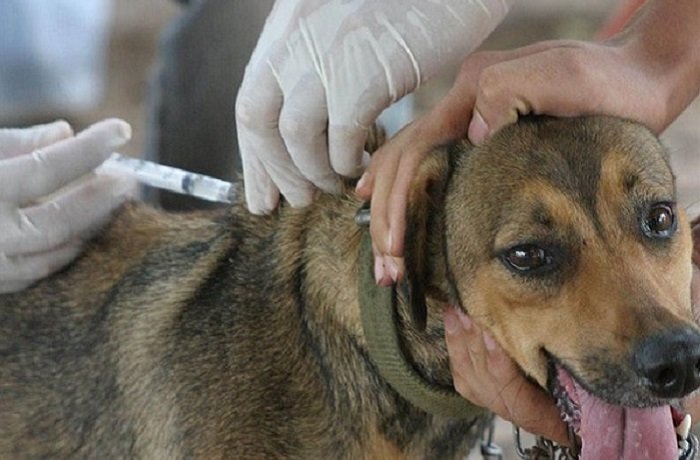 Dieron a conocer el cronograma de vacunación antirrábica 