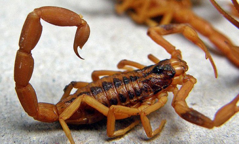 Cómo prevenir picaduras de animales venenosos 