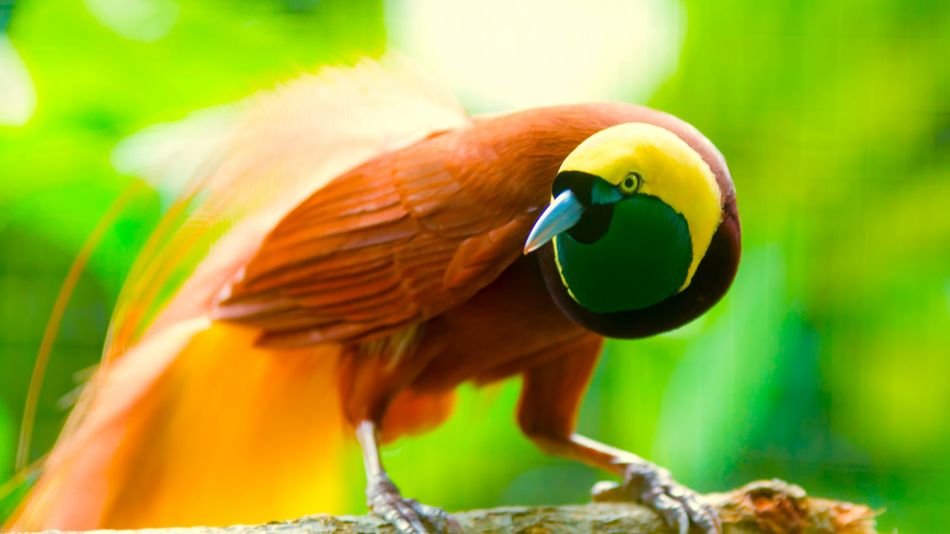 Hallaron un “ave fluorescente” 