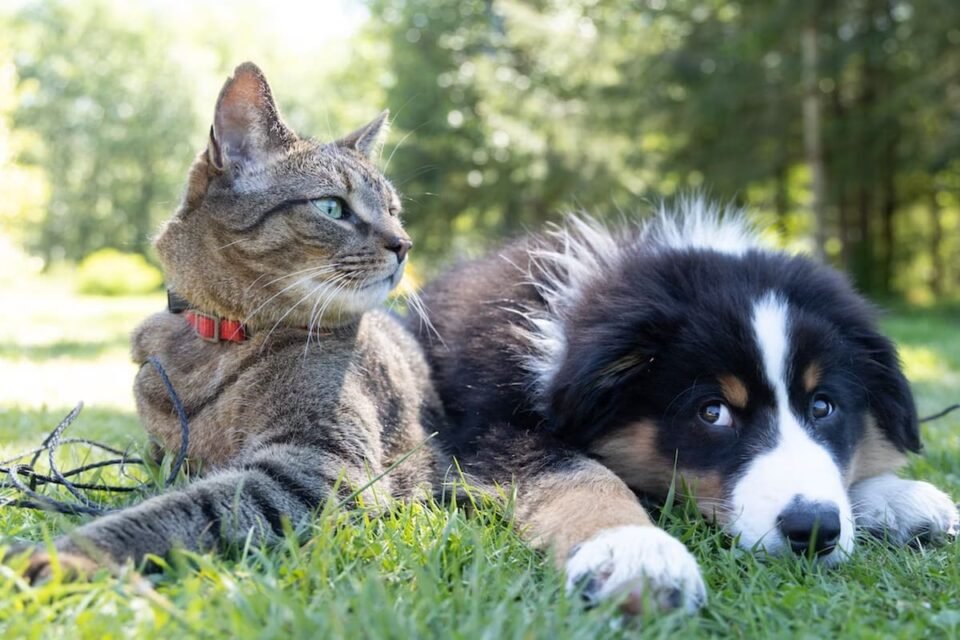 Cómo prevenir los golpes de calor en las mascotas