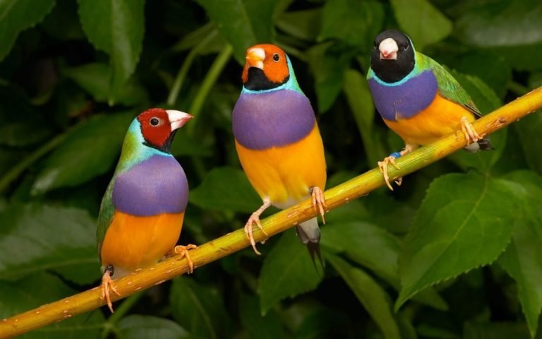 Hoy 9 de mayo, Día Internacional de las aves 