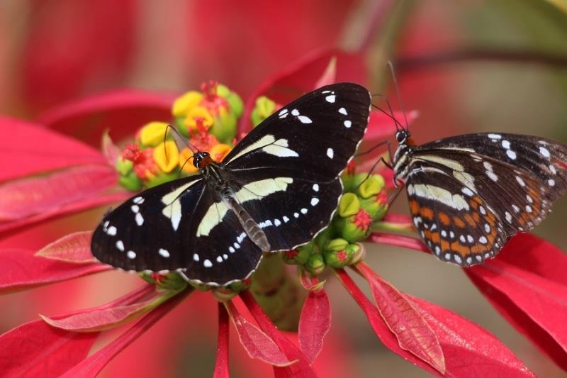 Hoy 22 de mayo, Día de la Diversidad Biológica