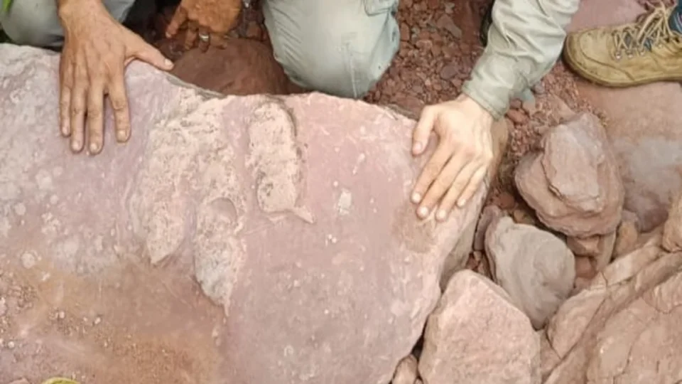 Descubren más de 500 huellas de dinosaurios en El Sauzal 