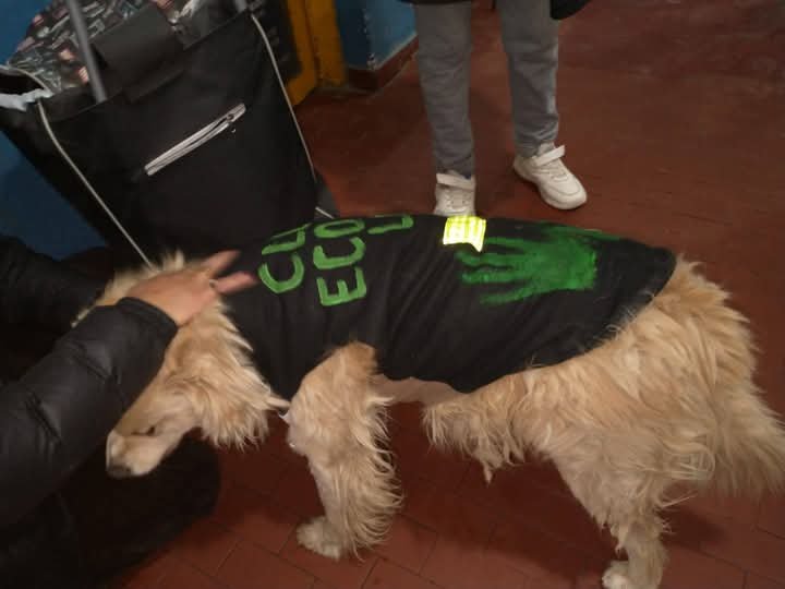 Confeccionaron chalecos para abrigar a los perritos sin hogar 