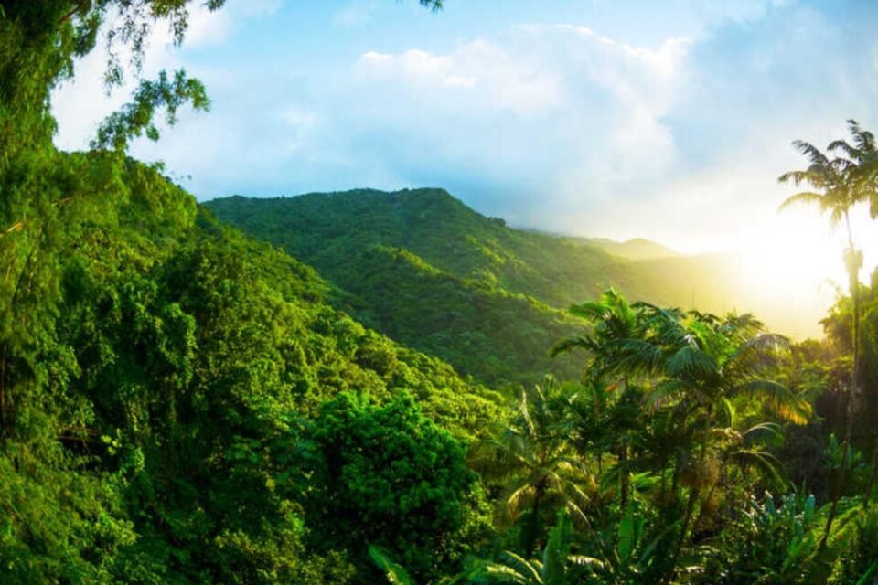 Hoy 22 de junio, Día Internacional de los Bosques Tropicales 