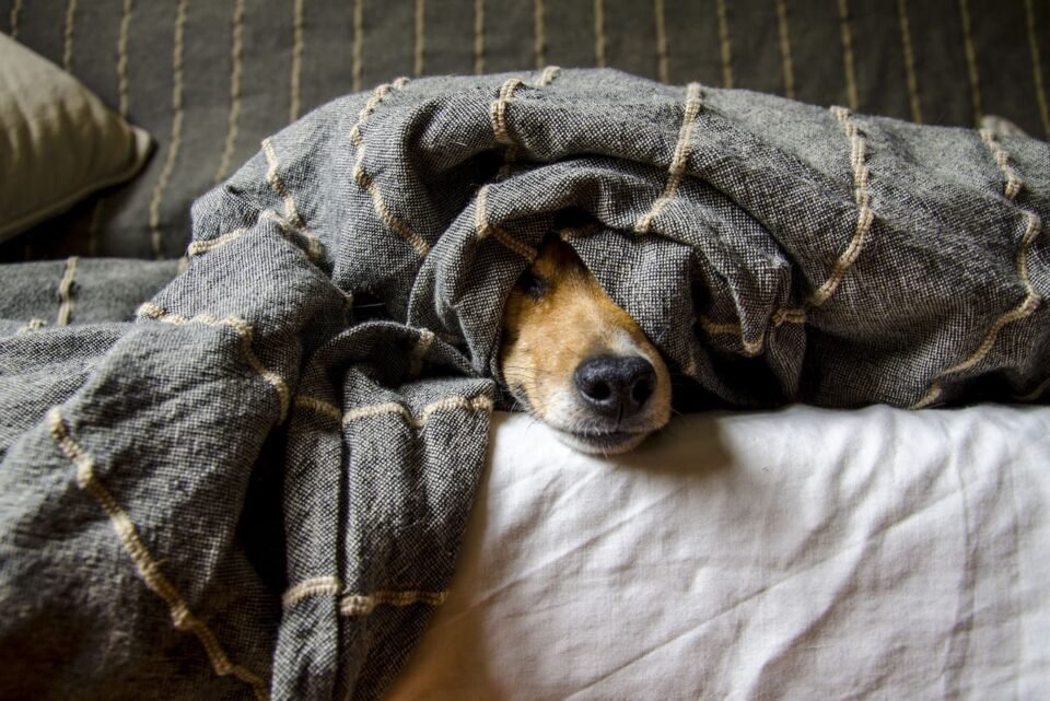 Cómo cuidar a las mascotas durante el invierno 