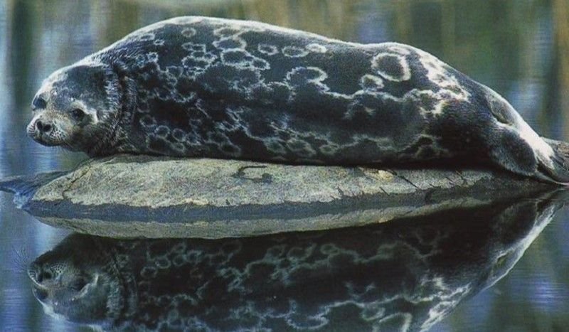 Descubrieron una nueva especie de foca