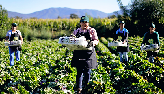 Hoy 2 de julio, Día de la Agricultura Nacional