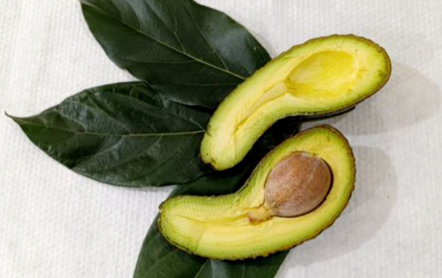 Descubren una nueva variedad de palta en Jujuy 
