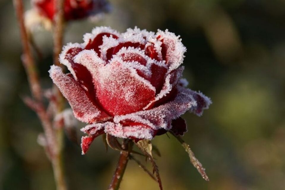 Cómo regar las plantas en invierno