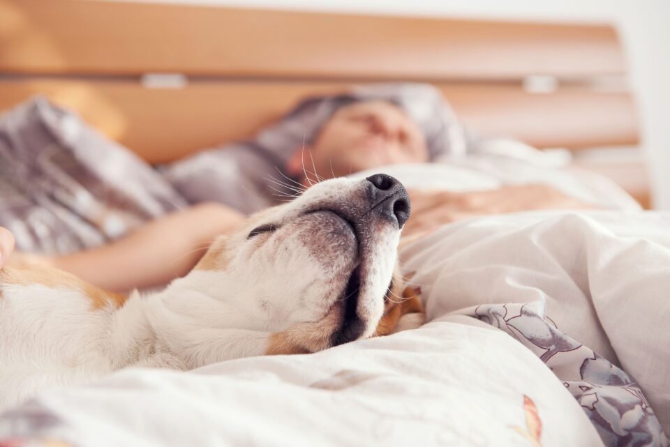 Por qué no hay que dormir con una mascota