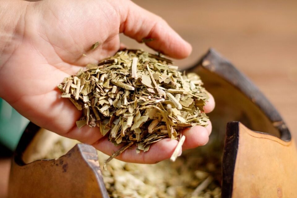 Descubrieron que la yerba mate ayuda a cicatrizar heridas 