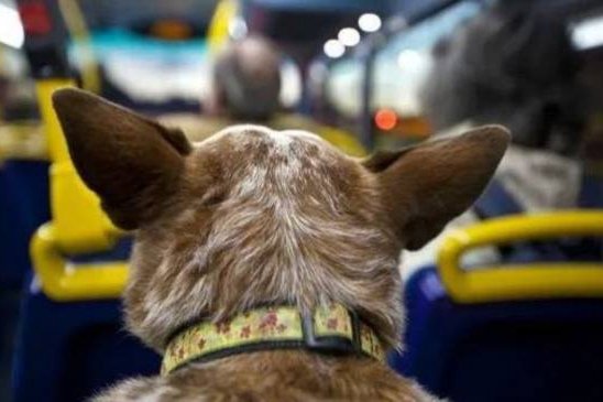 Las mascotas de compañía podrán viajar en colectivo urbano 