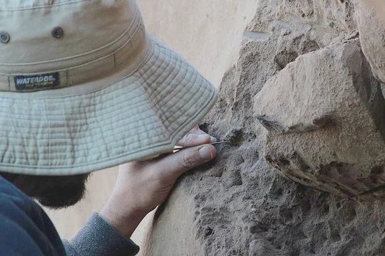 Descubrieron un fósil de 70.000.000 de años 