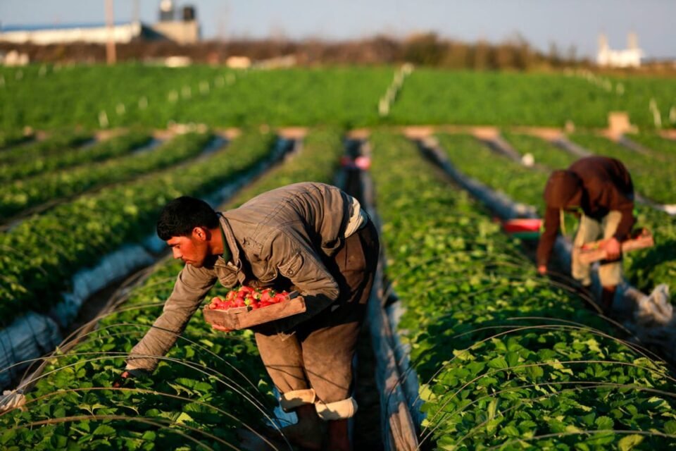 Hoy 9 de septiembre, Día Mundial de la Agricultura 