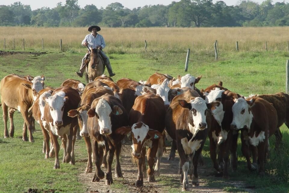 Hoy 8 de octubre, Día del Trabajador Rural 