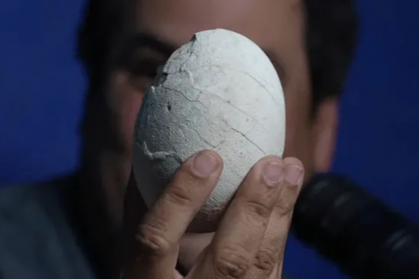 Encontraron un huevo de dinosaurio intacto 