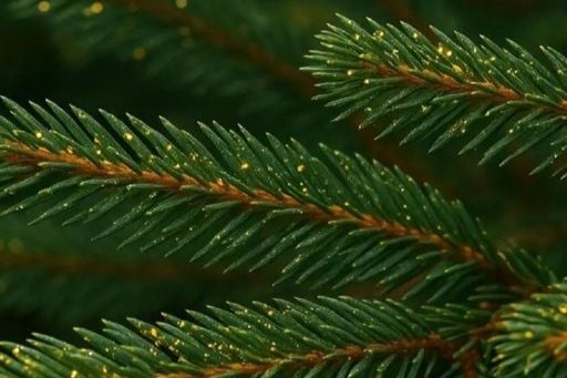 Descubren árboles capaces de producir oro 