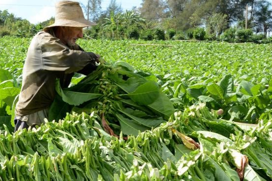Anunciaron un nuevo beneficio para los tabacaleros  Anunciaron un nuevo beneficio para los tabacaleros