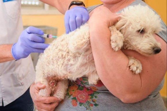 Zoonosis: Continúa la campaña de castración y vacunación  Zoonosis: Continúa la campaña de castración y vacunación