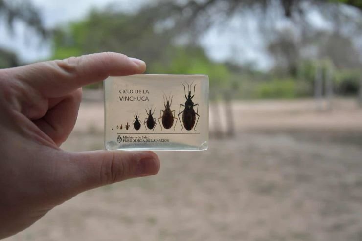 Desarrollaron una vacuna nasal contra el Mal de Chagas