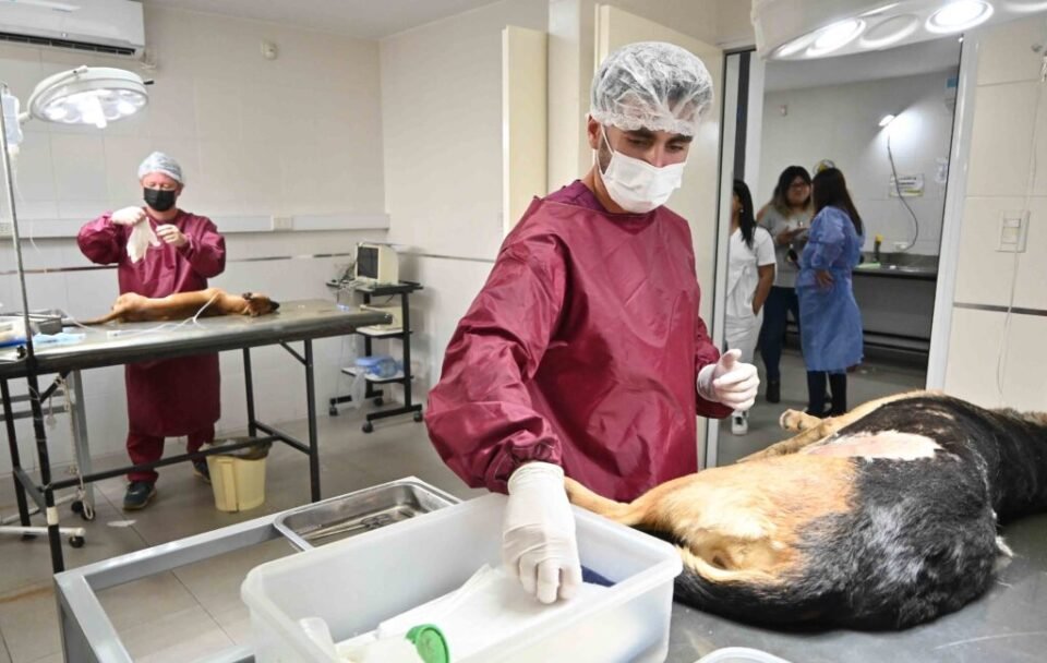 Continúa con su cronograma de castraciones  