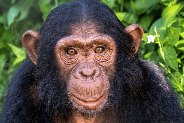 Hoy 24 de noviembre, Día Mundial de la Evolución