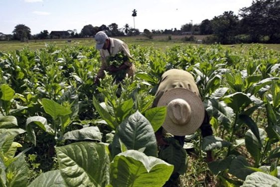 Brindaron asistencia financiera a los tabacaleros 