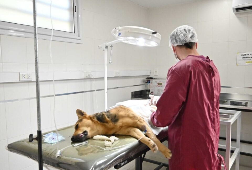 Continúa los operativos de vacunación y castración