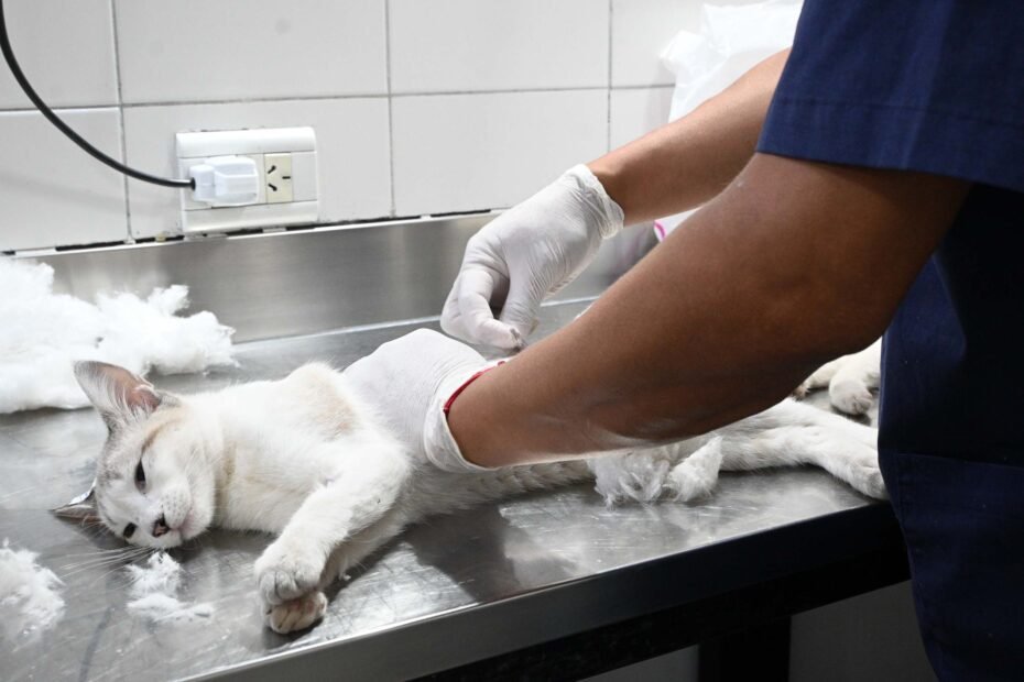 Zoonosis: Cronograma de castraciones y vacunaciones 