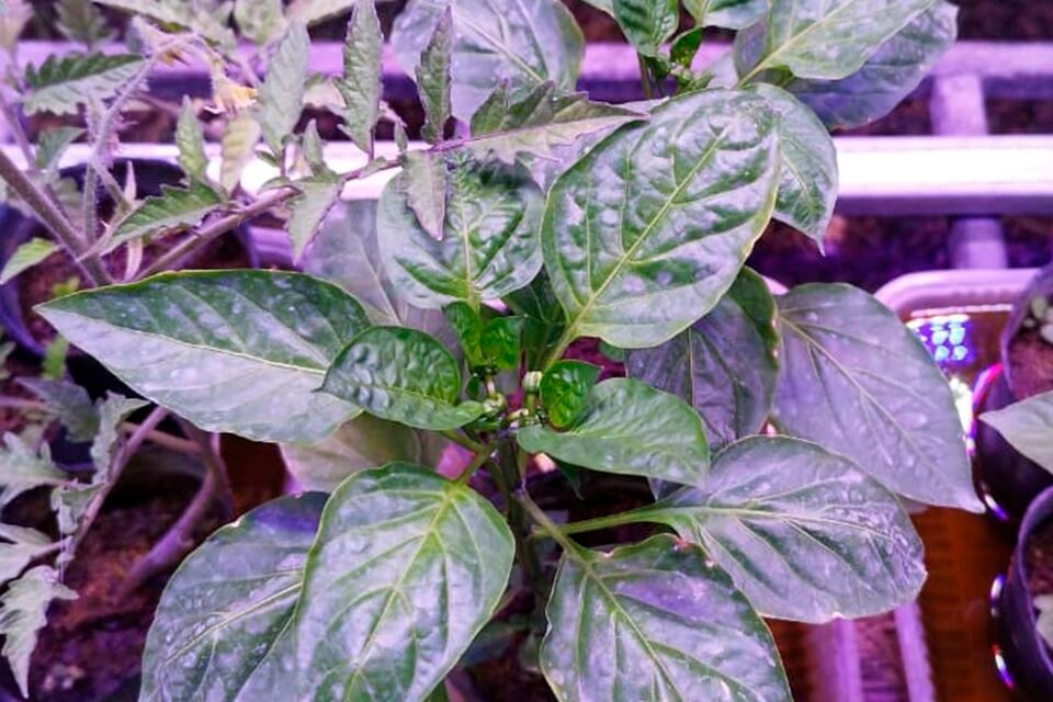 Desarrollaron iluminadores LED para mejorar los cultivos