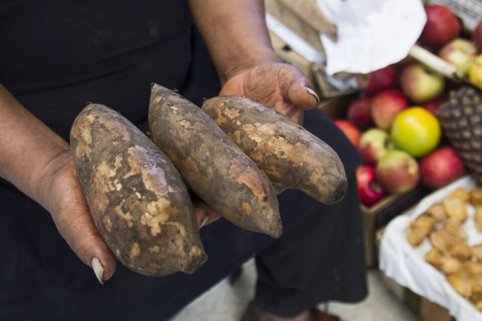 Avanza el relevamiento de productores de yacón