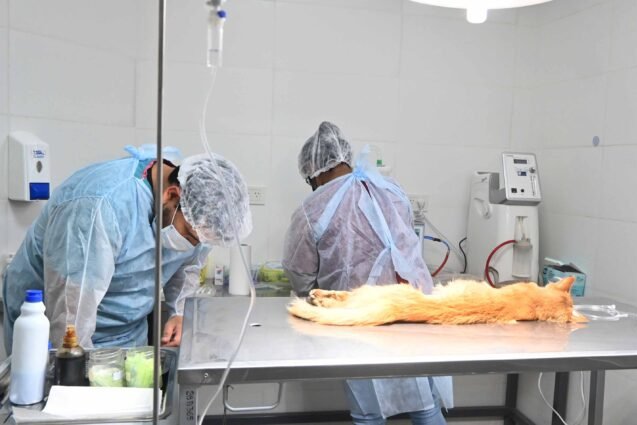 Cronograma de castración y vacunación 