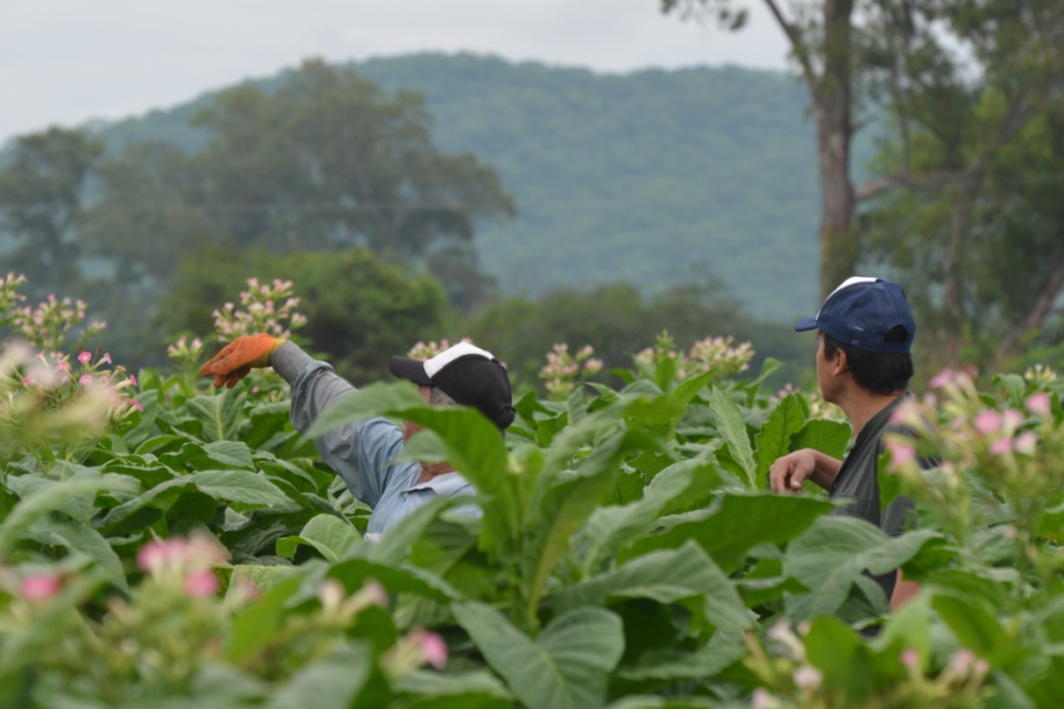 Nuevo pago para productores tabacaleros