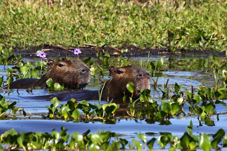 Hoy 2 de febrero, Día Mundial de los Humedales 