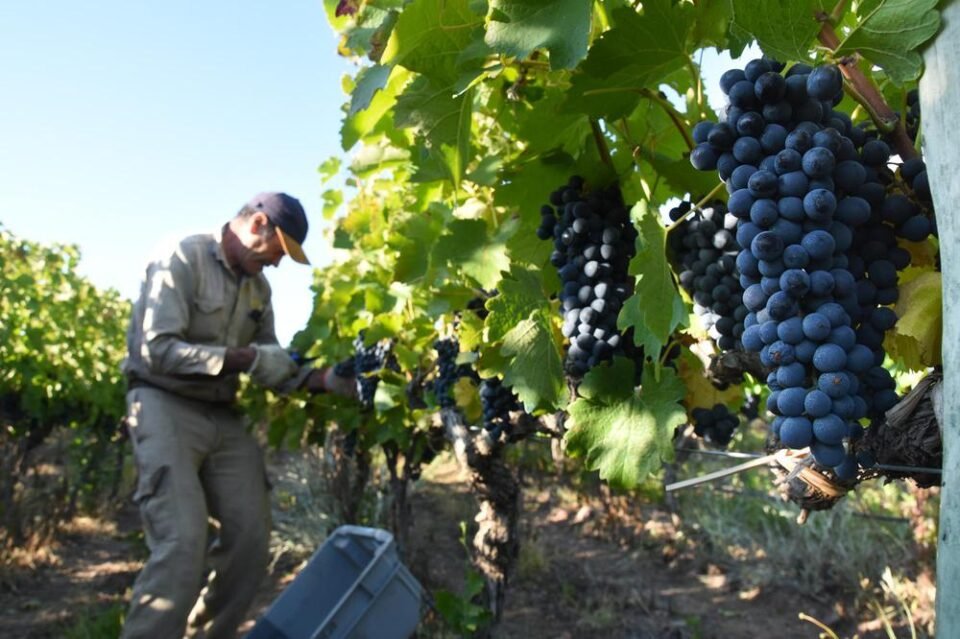 Hoy 1 de febrero, Día del Trabajador Vitivinícola en Argentina 